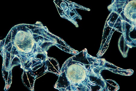 biol_microbiology.jpg parasite larvae