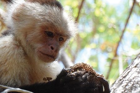 monkey gazing at food in its grasp