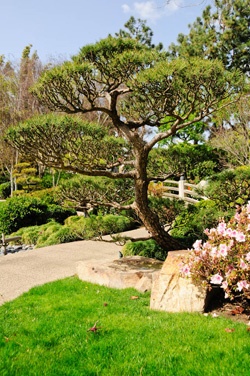 Black Pines in the Garden