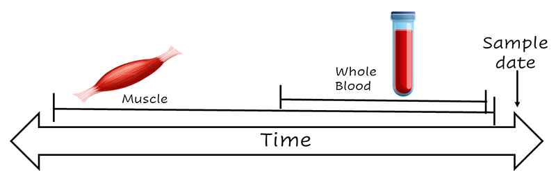 blood_muscle_incorporation_timeline.png Tissues turnover rate timelie