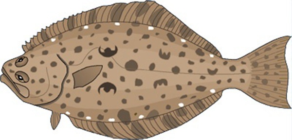 California halibut