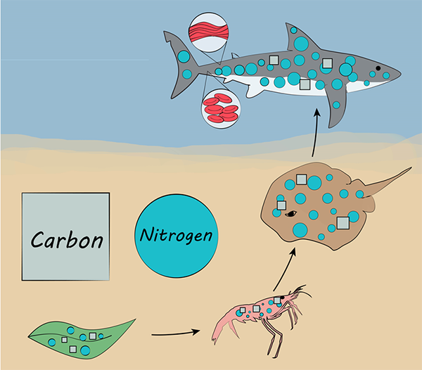 Nitrogen and carbon incorpotation into the food chain