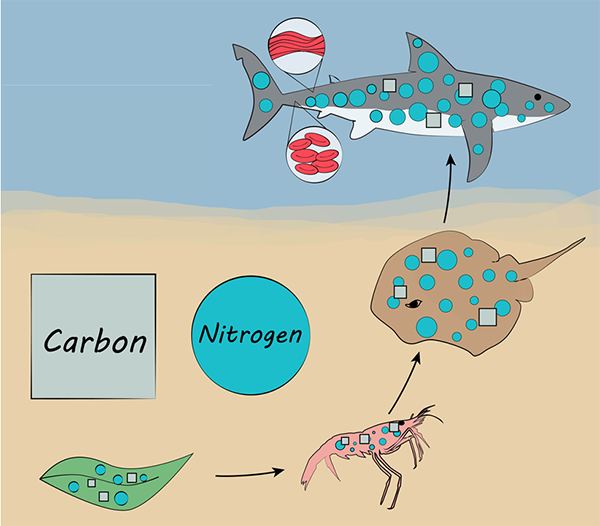 carbon_nitrogen_food_chain.png Nitrogen and carbon incorpotation into the food chain