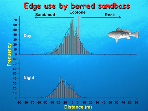 Fig. 17. edge us by barred sandbass