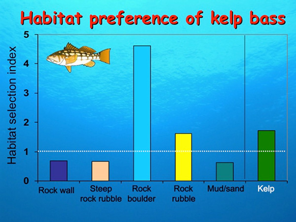Fig. 12. habitat preference of kelp bass