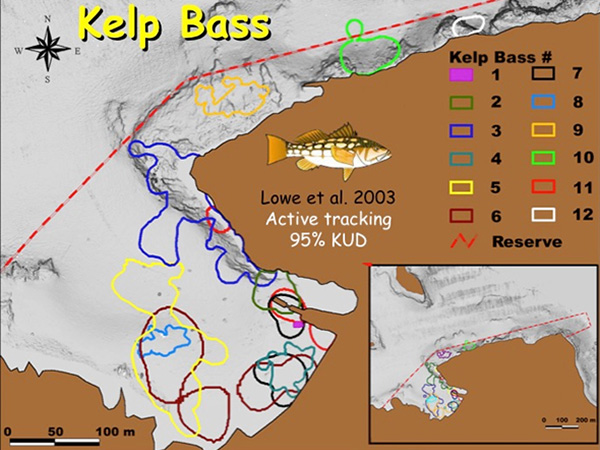 Fig. 10. home ranges of kelp bass