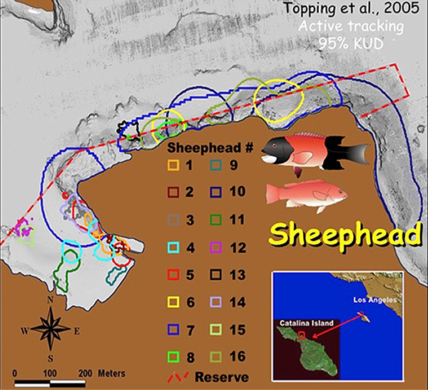 Fig. 13. home ranges of California sheephead