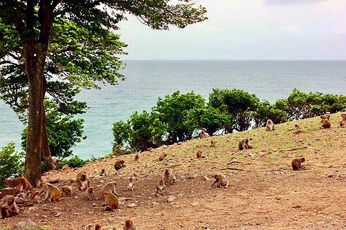 rhesus macaques at Cayo Santiago