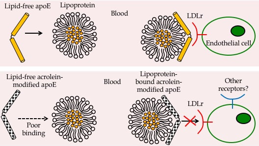 changes to high density lipoprotein (HDL) can render it dysf