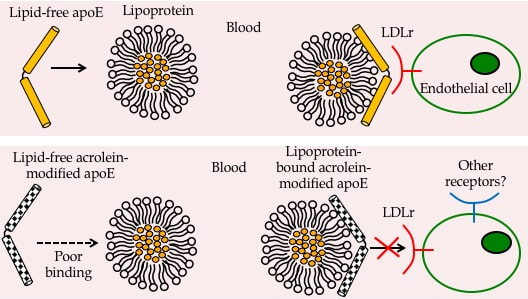 chem_apo_e.png changes to high density lipoprotein (HDL) can render it dysf