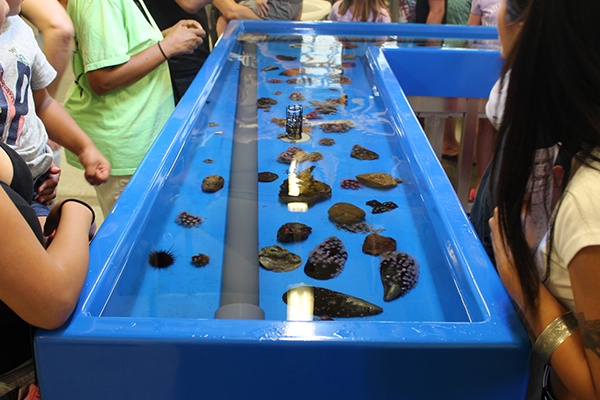 touch tank in marine lab