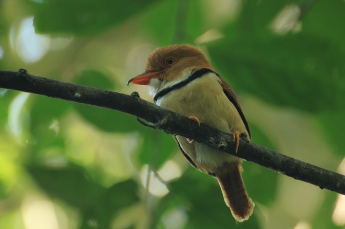 Collared Puffbird