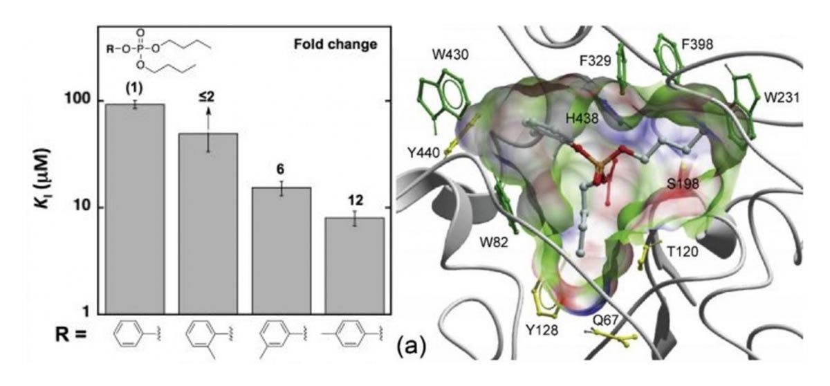 content_chembiochem_foldchange1.jpg Fold change illustration