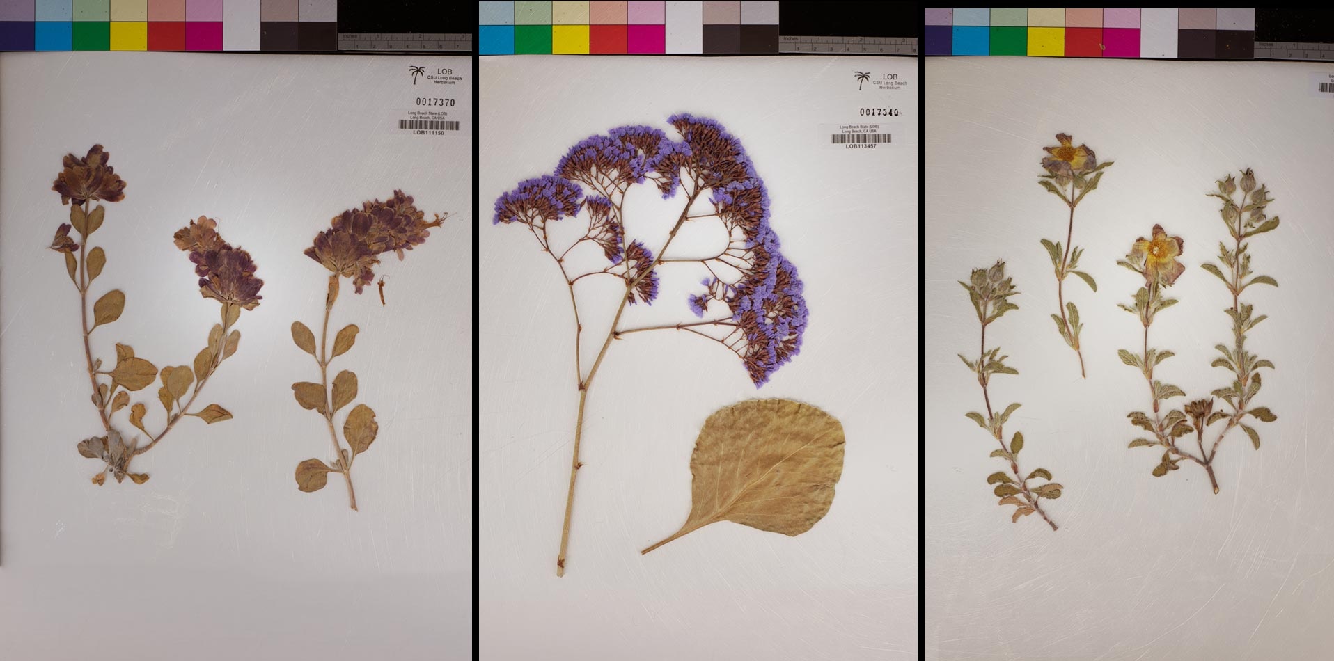 digitized plant collection