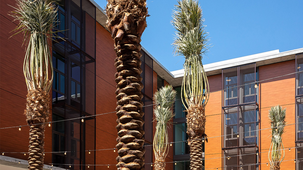 Palm trees stand near Parkside Dorms building