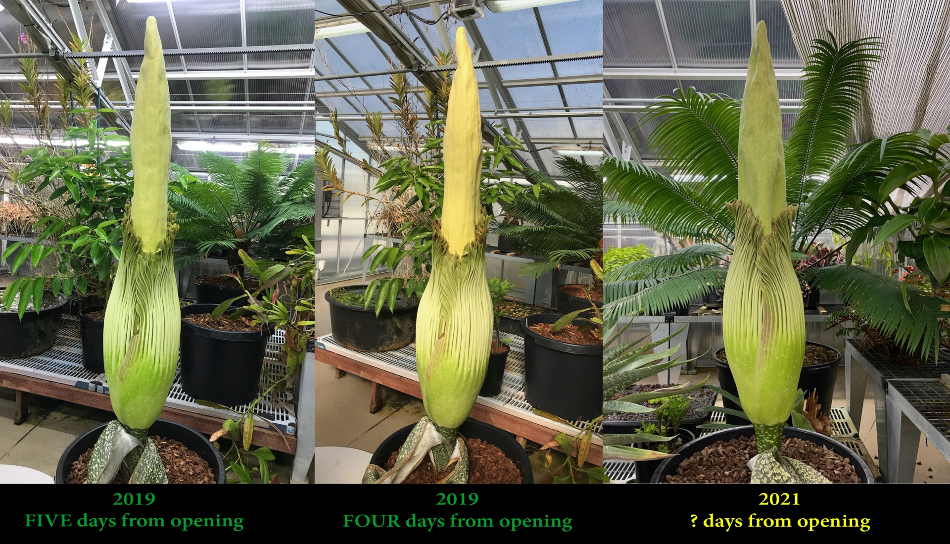 CSULB corpse flower ready to bloom. Here's how to watch California
