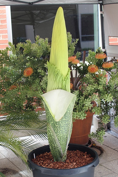 Corpse Flower on 5/21