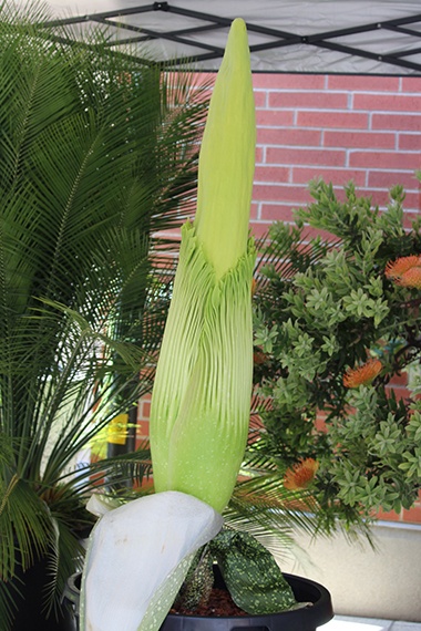 Corpse Flower on 5/22