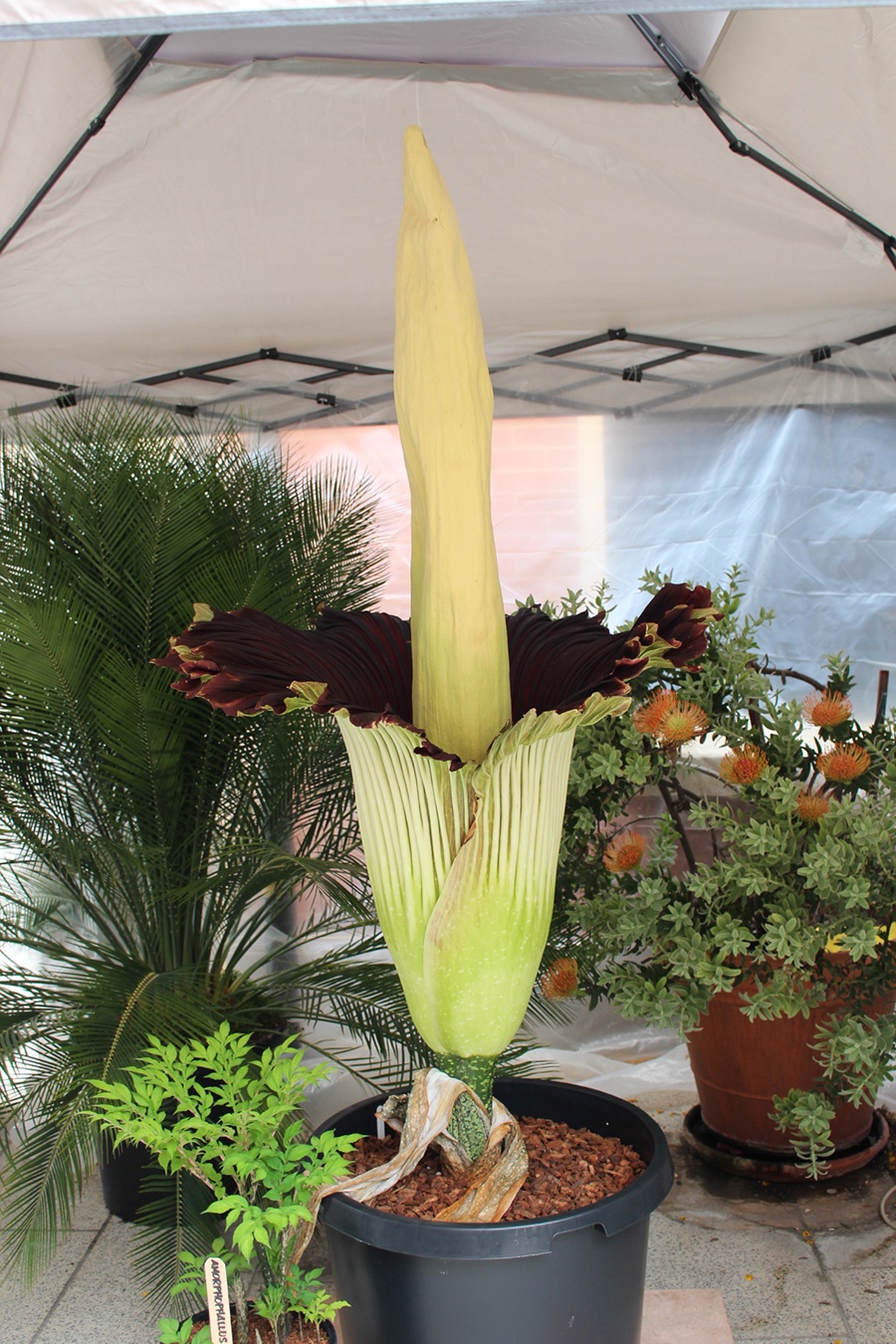 corpse flower full bloom