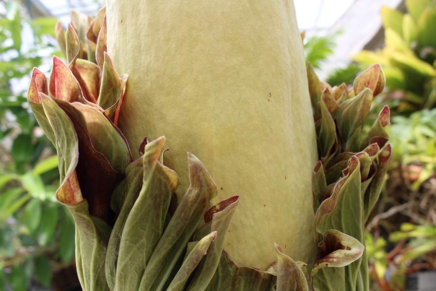 corpse flower collar