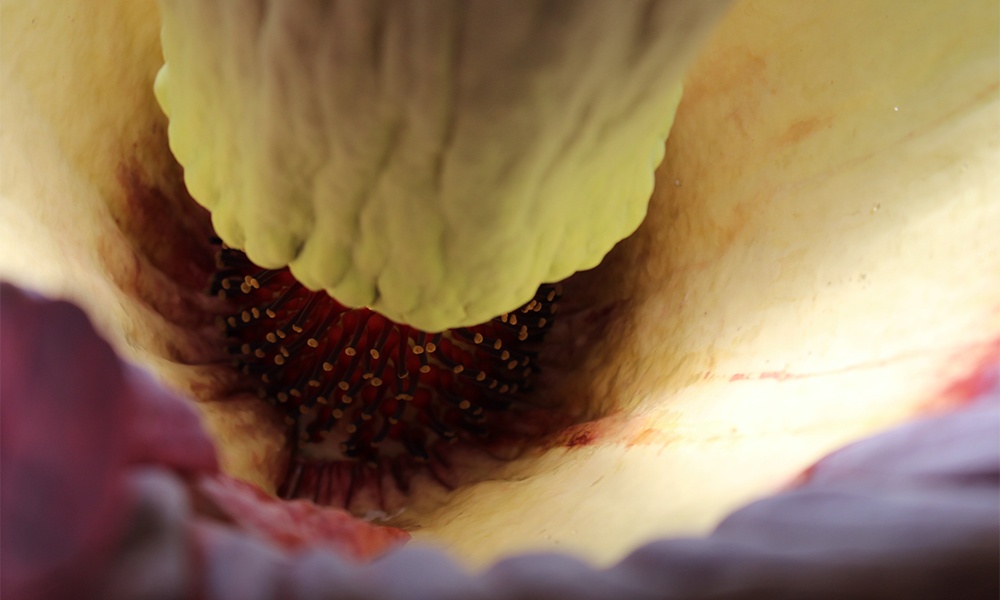corpse_flower_laura_interior.jpg Image: corpse_flower_laura_interior.jpg