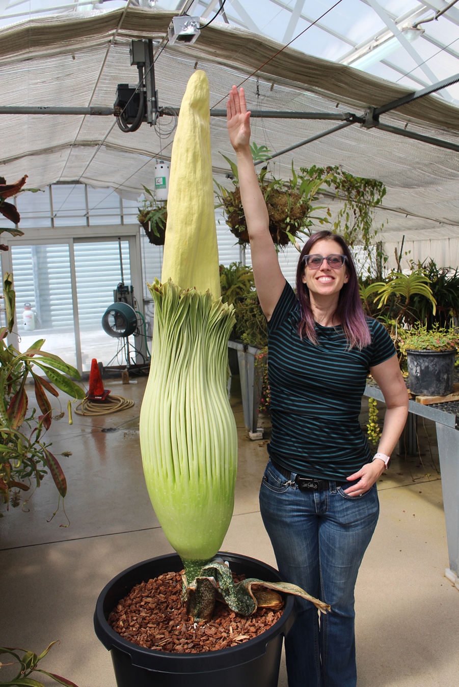 corpse_flower_michelle_height.jpg corpse flower height compared to adult woman