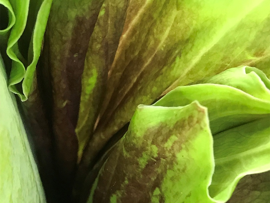 corpse flower spathe with beginnings of pigmentation