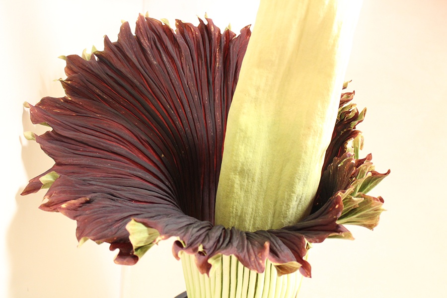 corpse_flower_spathe_blooming.jpg corpse flower
