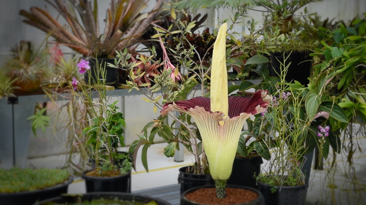 Image: corpus_lilly_1.jpg