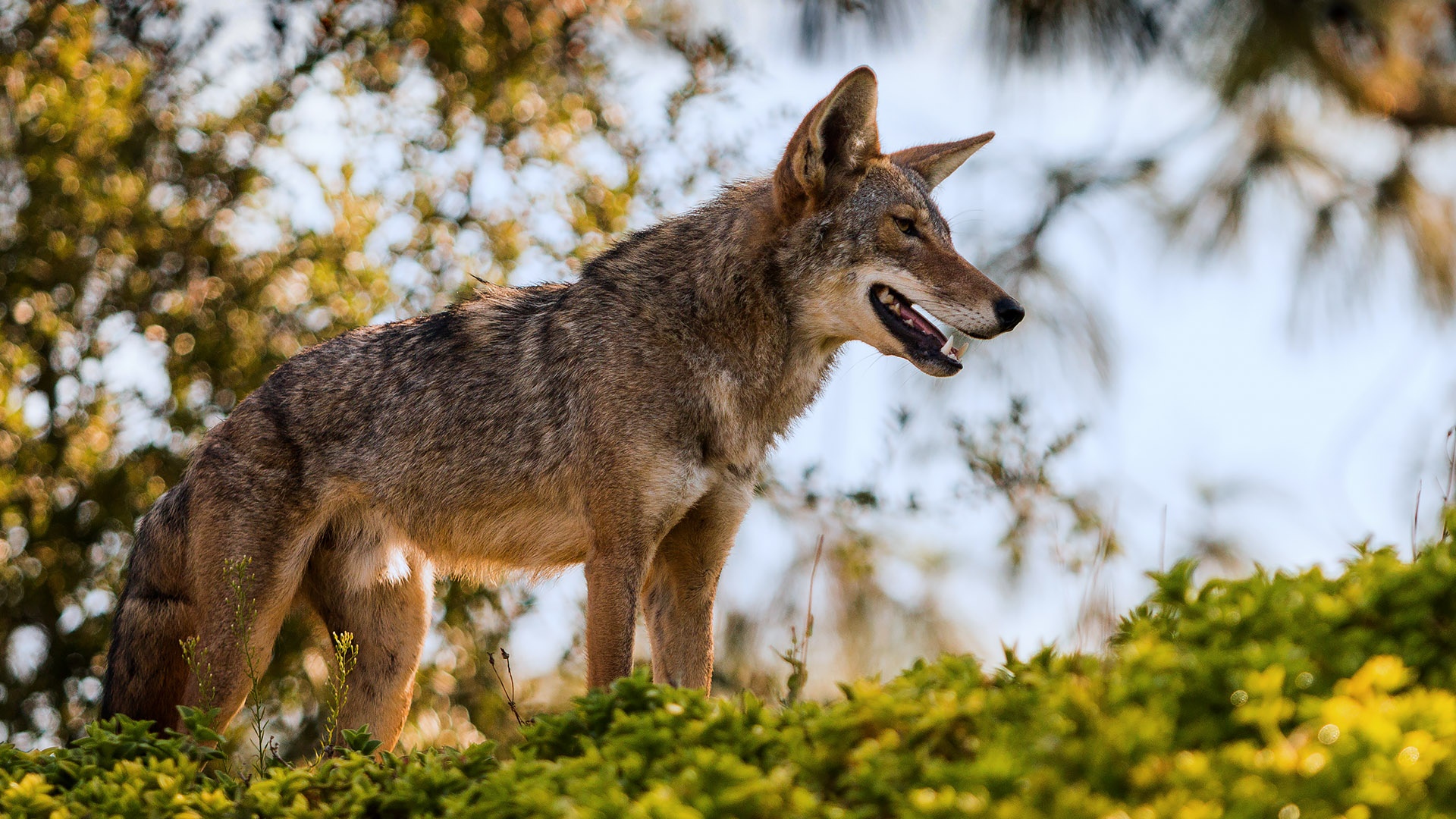 coyotes in neighborhoods