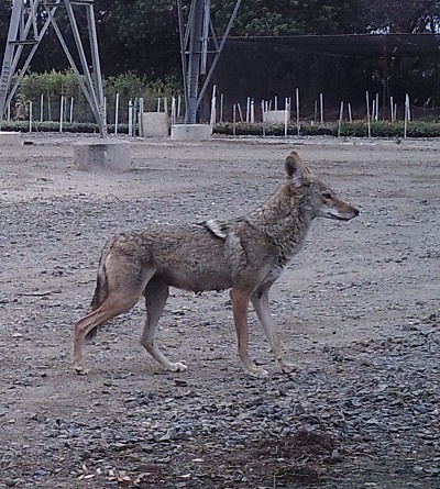 urban coyote