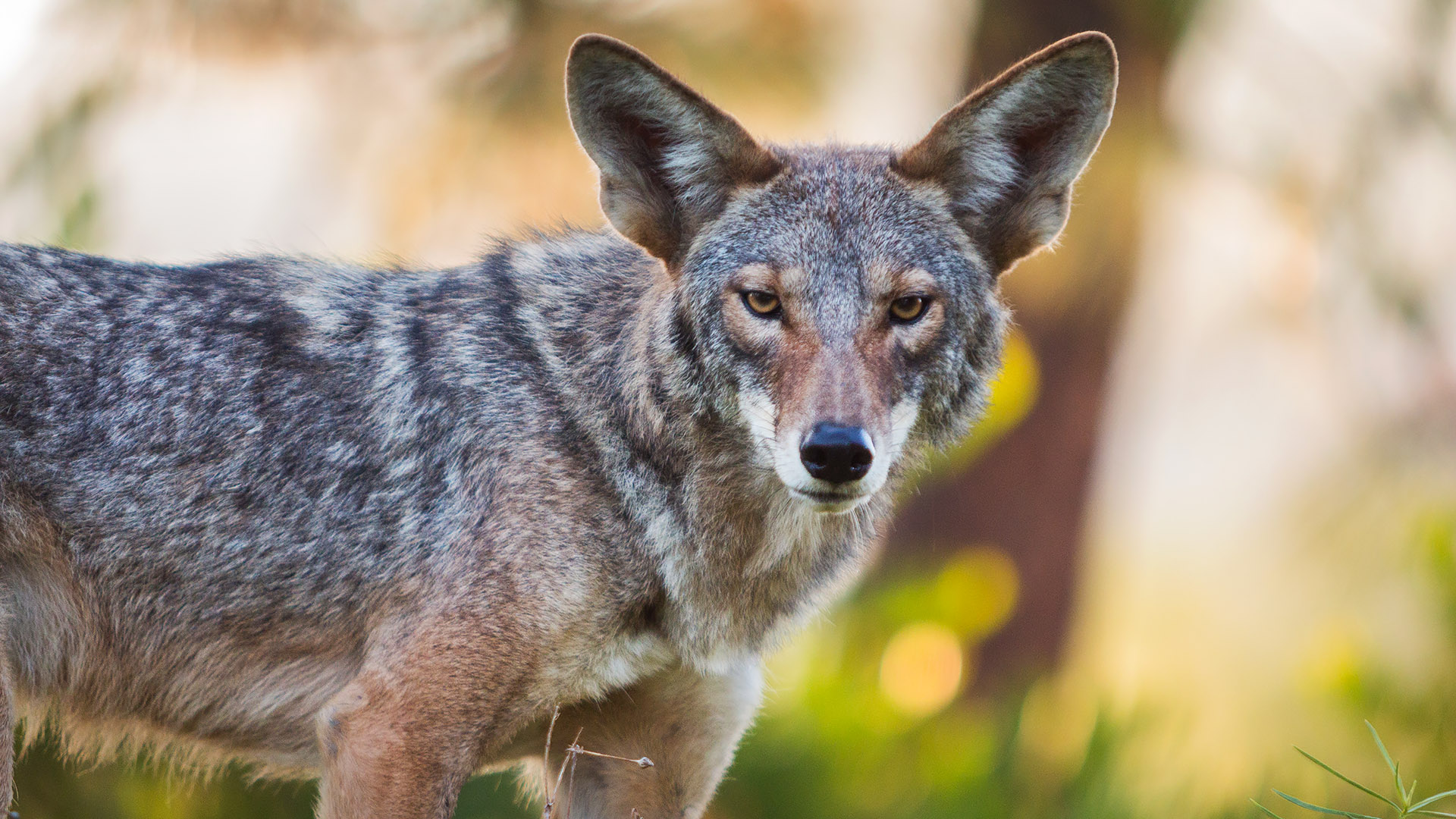 coyotes in neighborhood