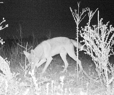 Coyote at night