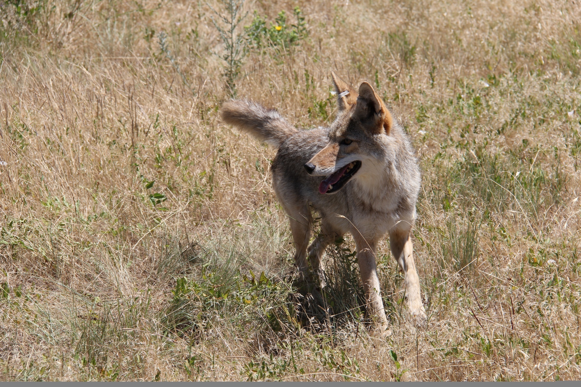 Coyote in field