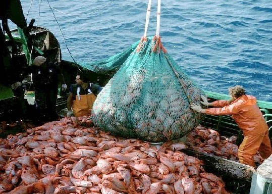 overfishing