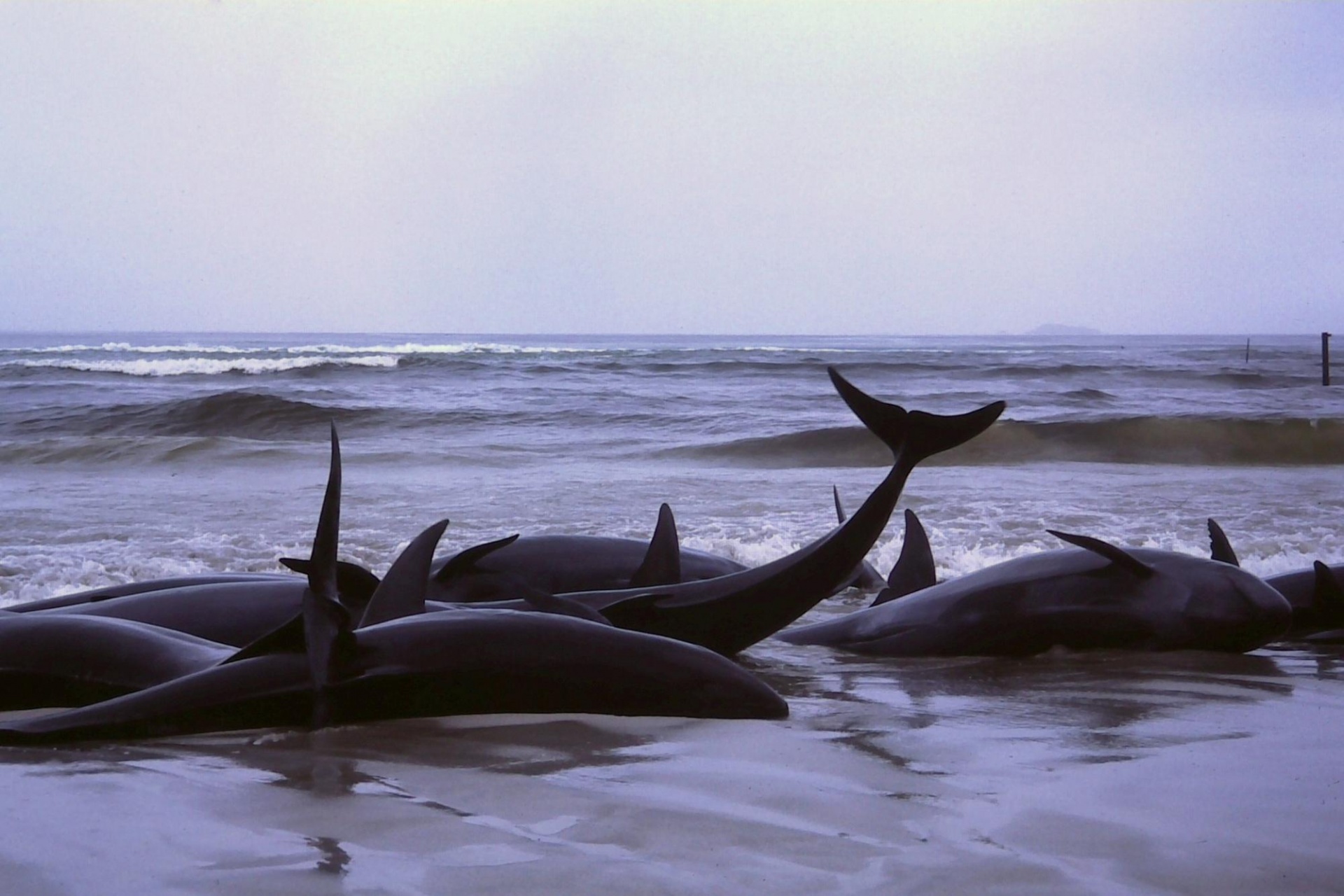 dolphins thrashing on the shore