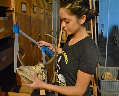 Doreen Cabrera measuring antlers on a skull