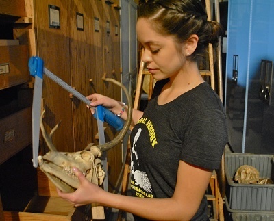 doreenantlers.jpg Doreen Cabrera measuring antlers on a skull