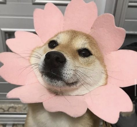 flower dog