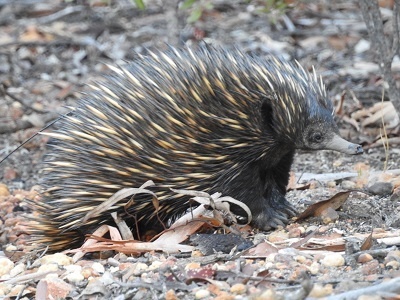 Echidna