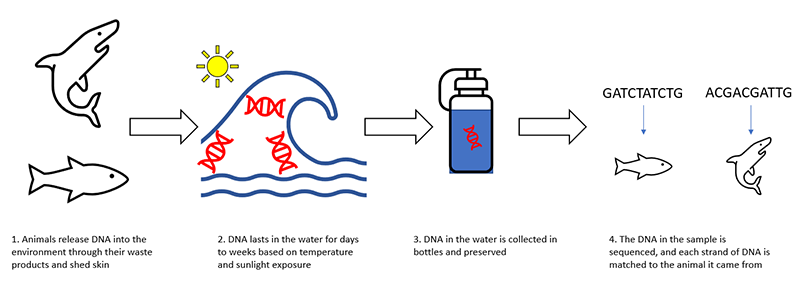 edna_infographic.png Animals release edna into the water by lossing dead skin ce
