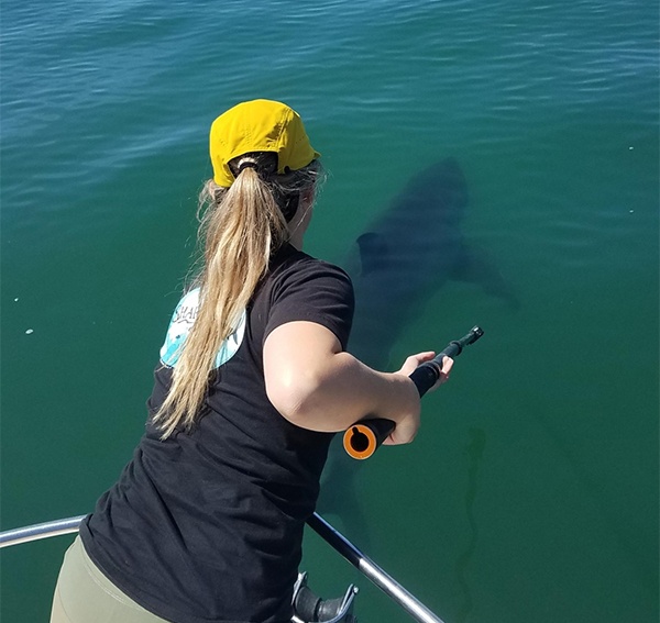 taking underwater video of shark