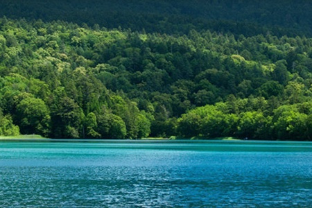 forest near a lake