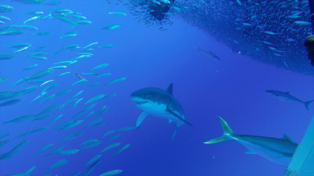 Students researching sharks.
