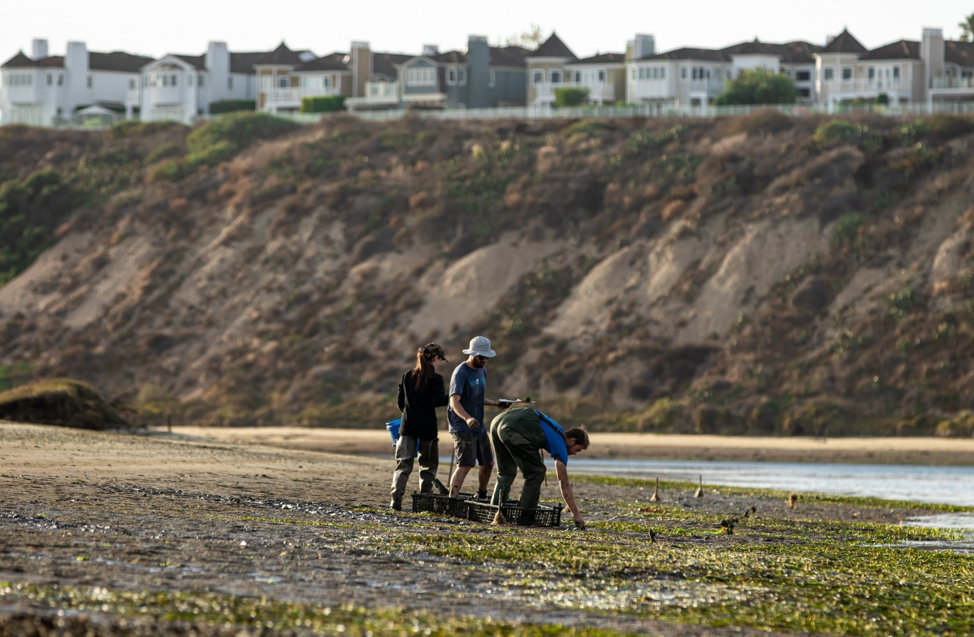 Field crew monitoring eelgrass 