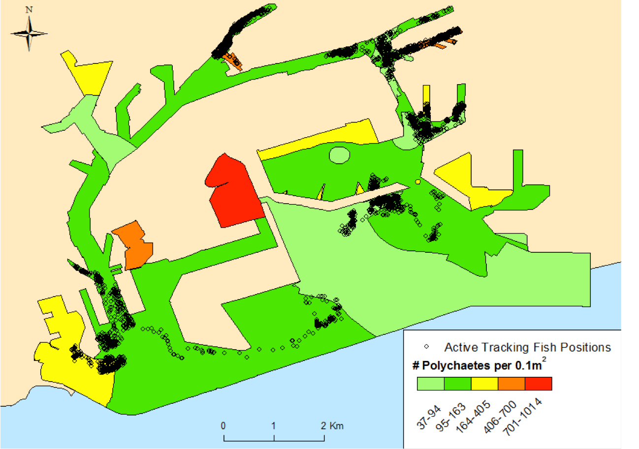 Fig. 16. active tracking locations and polychaete density