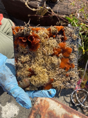 fouling_plate.png Fouling Plate