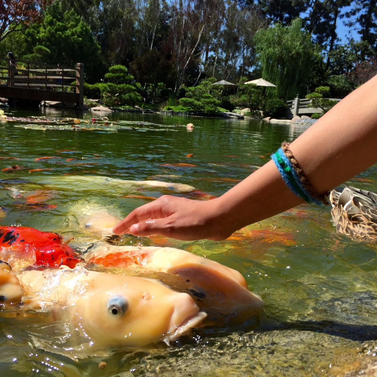close up of koi fish being pet and fed at the japanese garde