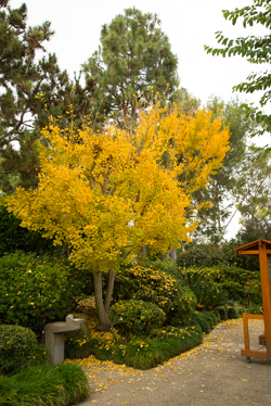 Ginkgo Tree in the Garden