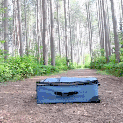 giphy-downsized_3.gif Dog getting into rolling suitcase